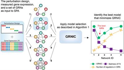 Optimal Sparsity Selection Based on an Information Criterion for Accurate Gene Regulatory Network Inference